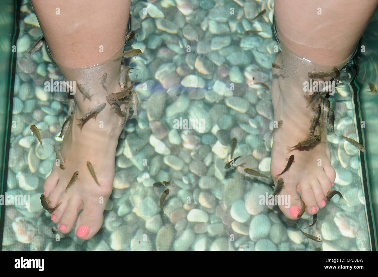 foot treatment carried out by the tiny Garra Rufa fish. Fishes eat the