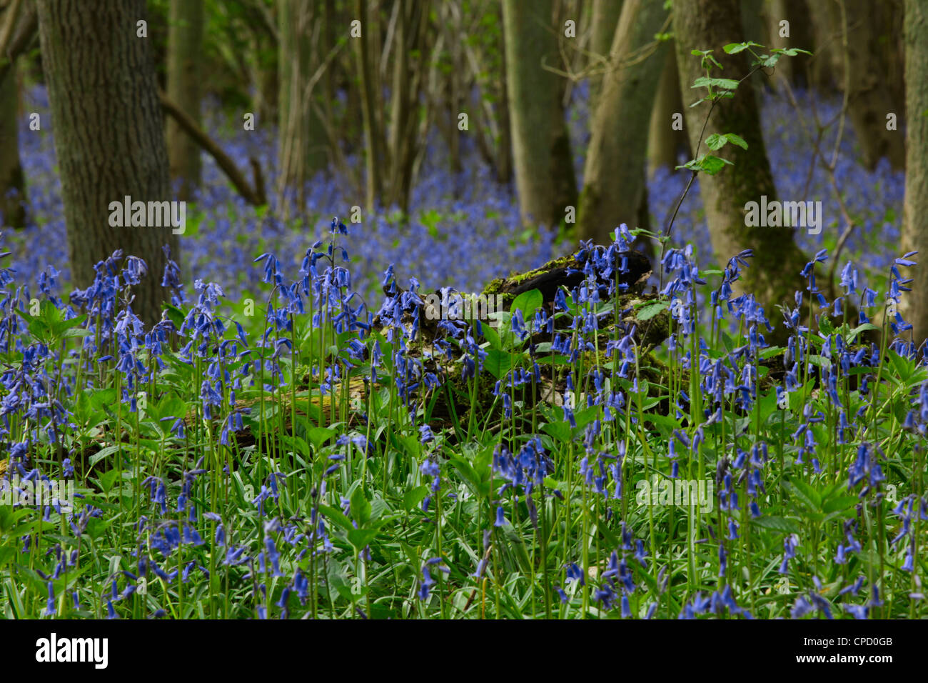 Bluebells in Gransden and Waresley Wood Cambridgeshire Stock Photo - Alamy