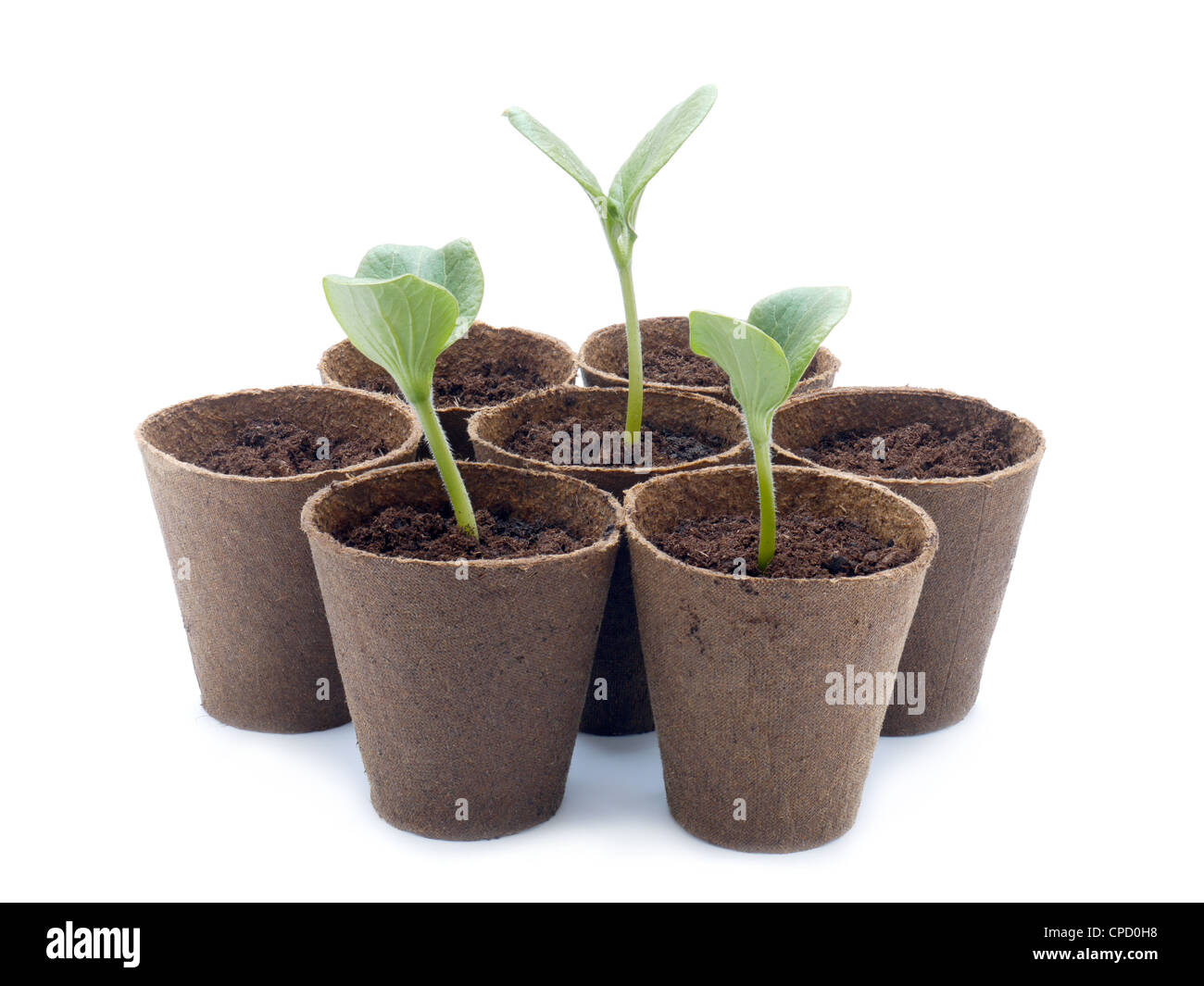 рассада томатов. торфяные горшочки палисад. рассада. гипсо торфяные горшочки. рассада в торфяных горшочках.