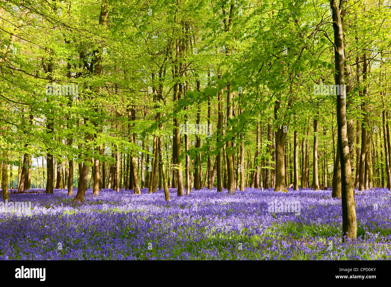 Bluebell carpet in the Hallerbos, Belgium Stock Photo Alamy