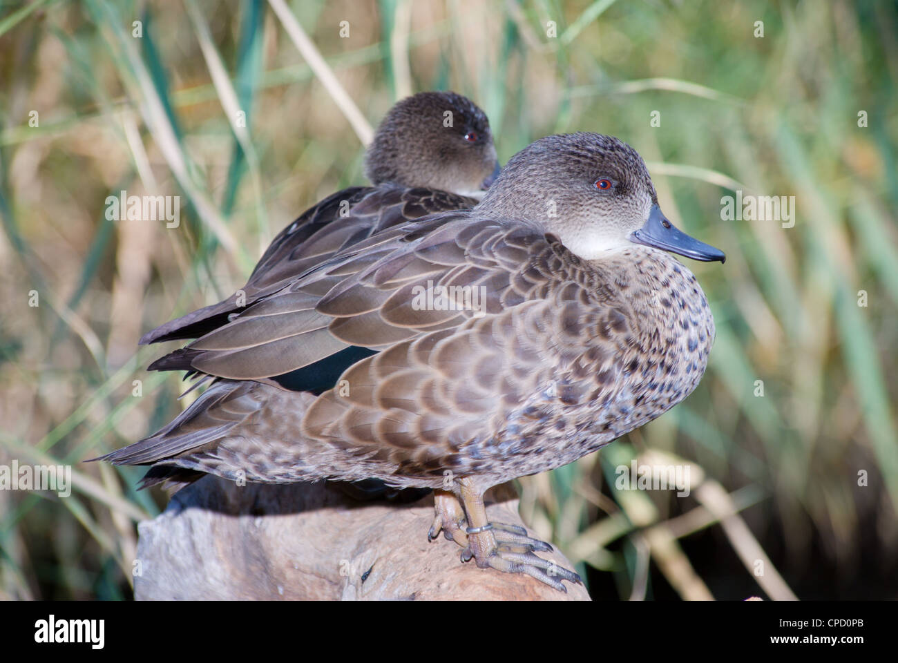 Grey Teal (Anas gracilis), Australia Stock Photo