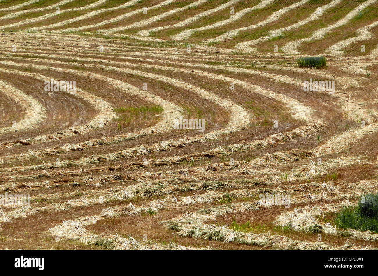 Pattern of cut hay in field Stock Photo Alamy