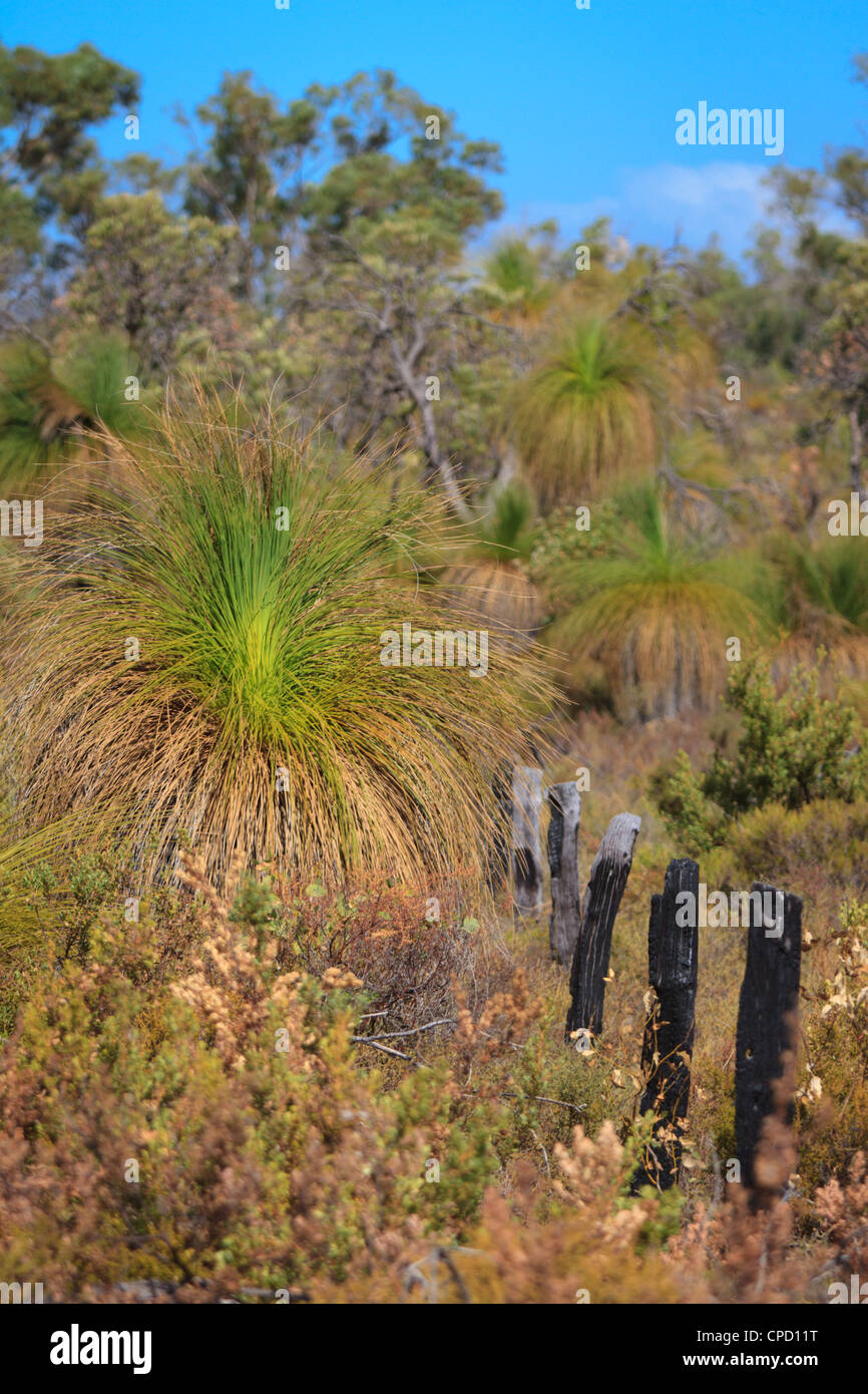 Western Australian heathland Stock Photo Alamy