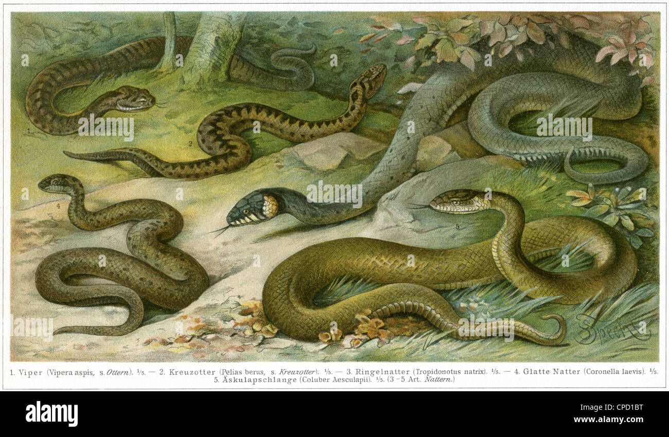 Various snakes. Publication of the book 'Meyers Konversations-Lexikon', Volume 7, Leipzig, Germany, circa 1910 Stock Photo