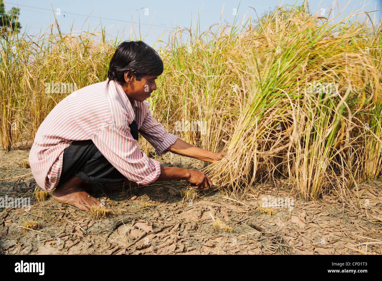 Rice being harvested by hand, Sajpur Ras, Gujarat, India, Asia Stock ...