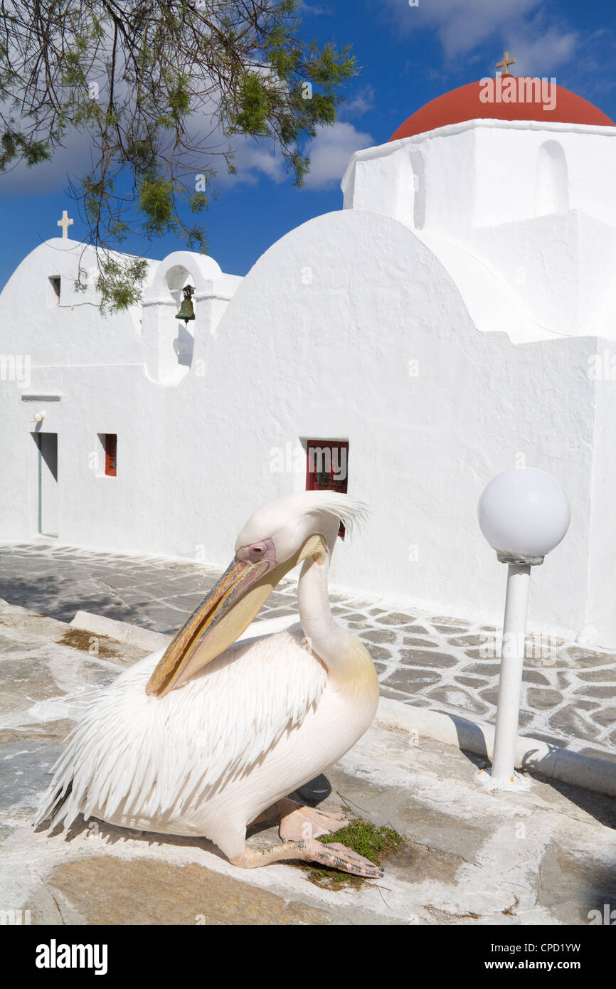 White pelican in Mykonos Town, Island of Mykonos, Cyclades, Greek