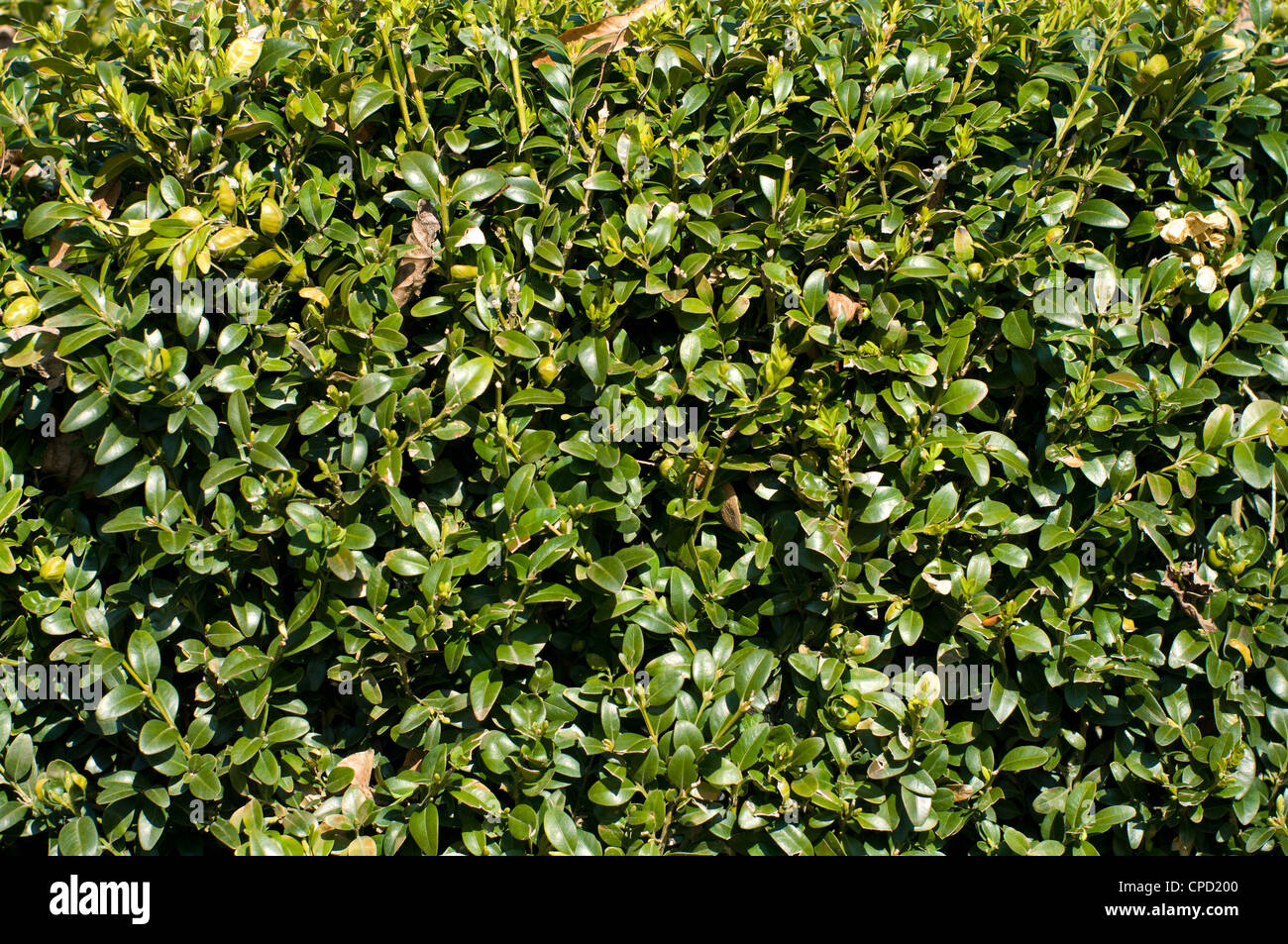 The background of the plant Buxus Stock Photo - Alamy
