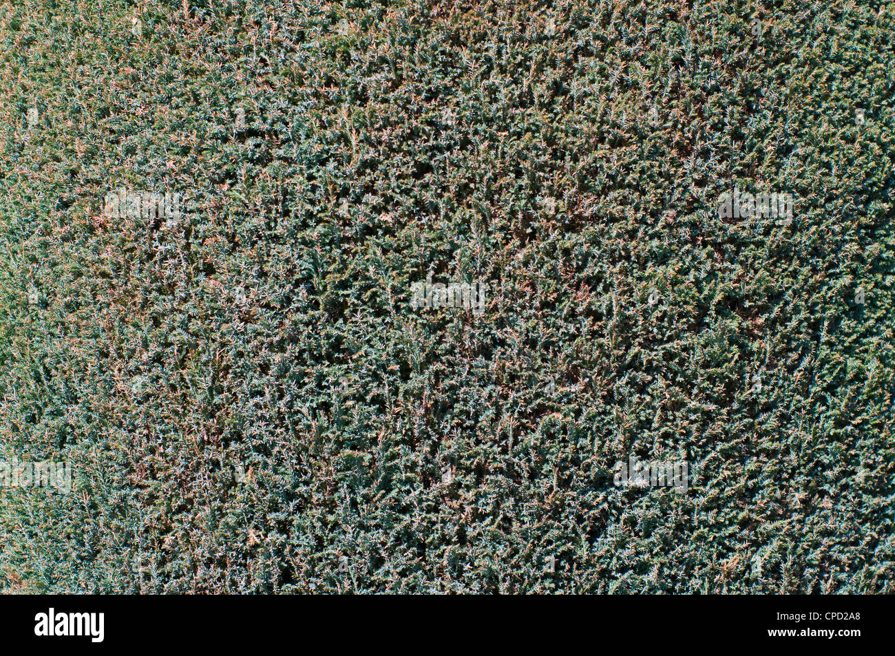Background of the juniper Stock Photo - Alamy
