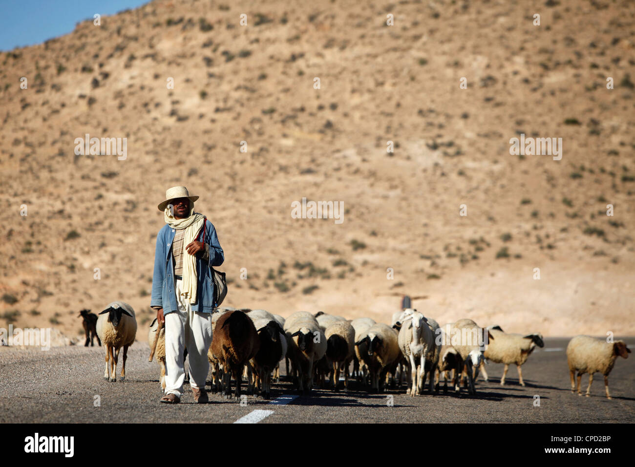 Shepherd driving a herd near Toujane village, Tunisia, North Africa, Africa Stock Photo