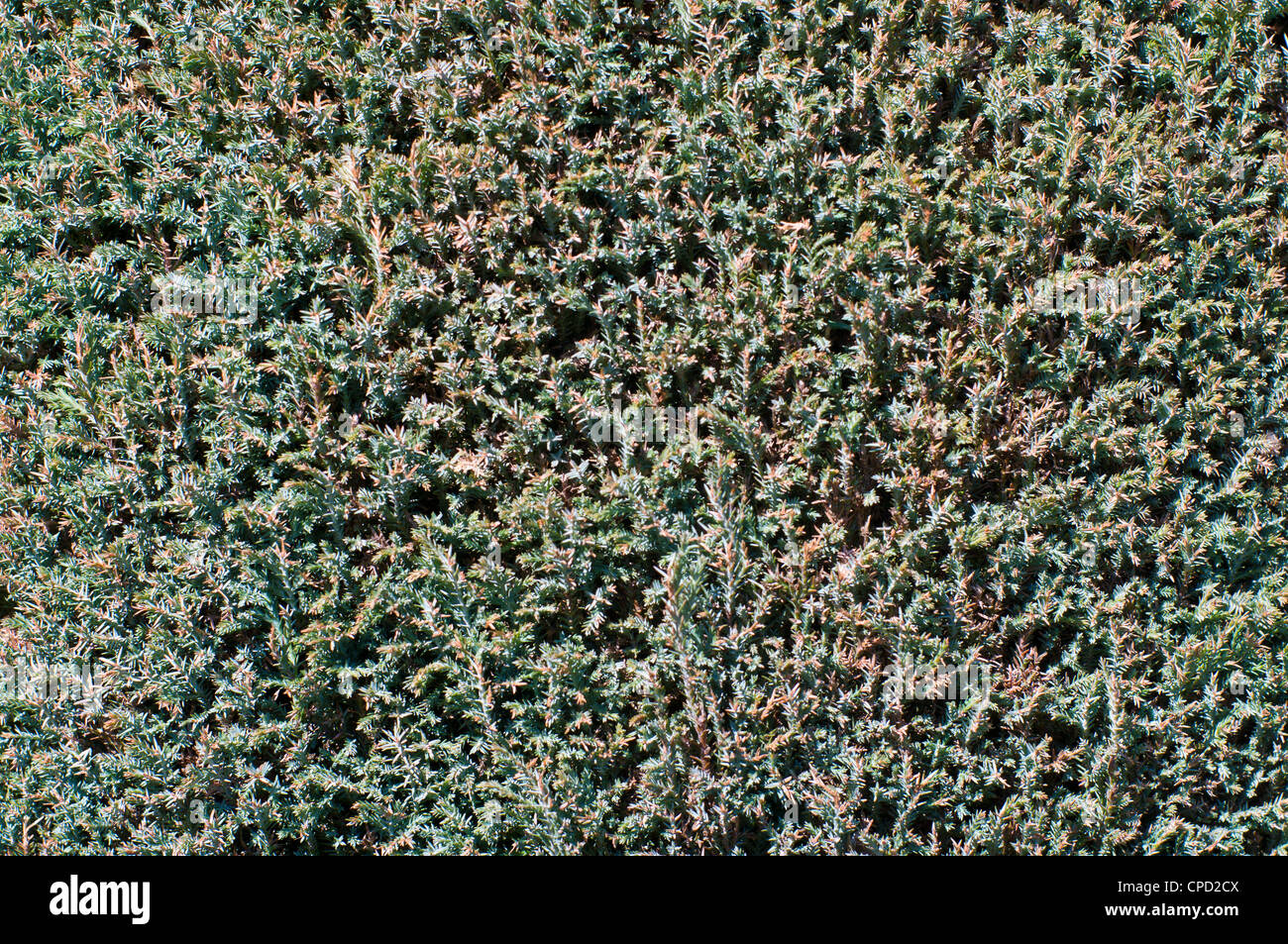 Background of the juniper Stock Photo - Alamy