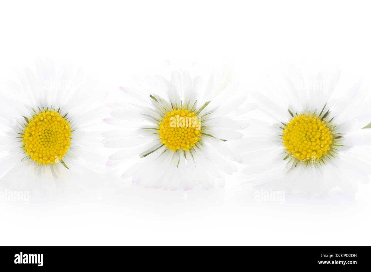 three daisies studio shot on white background Stock Photo