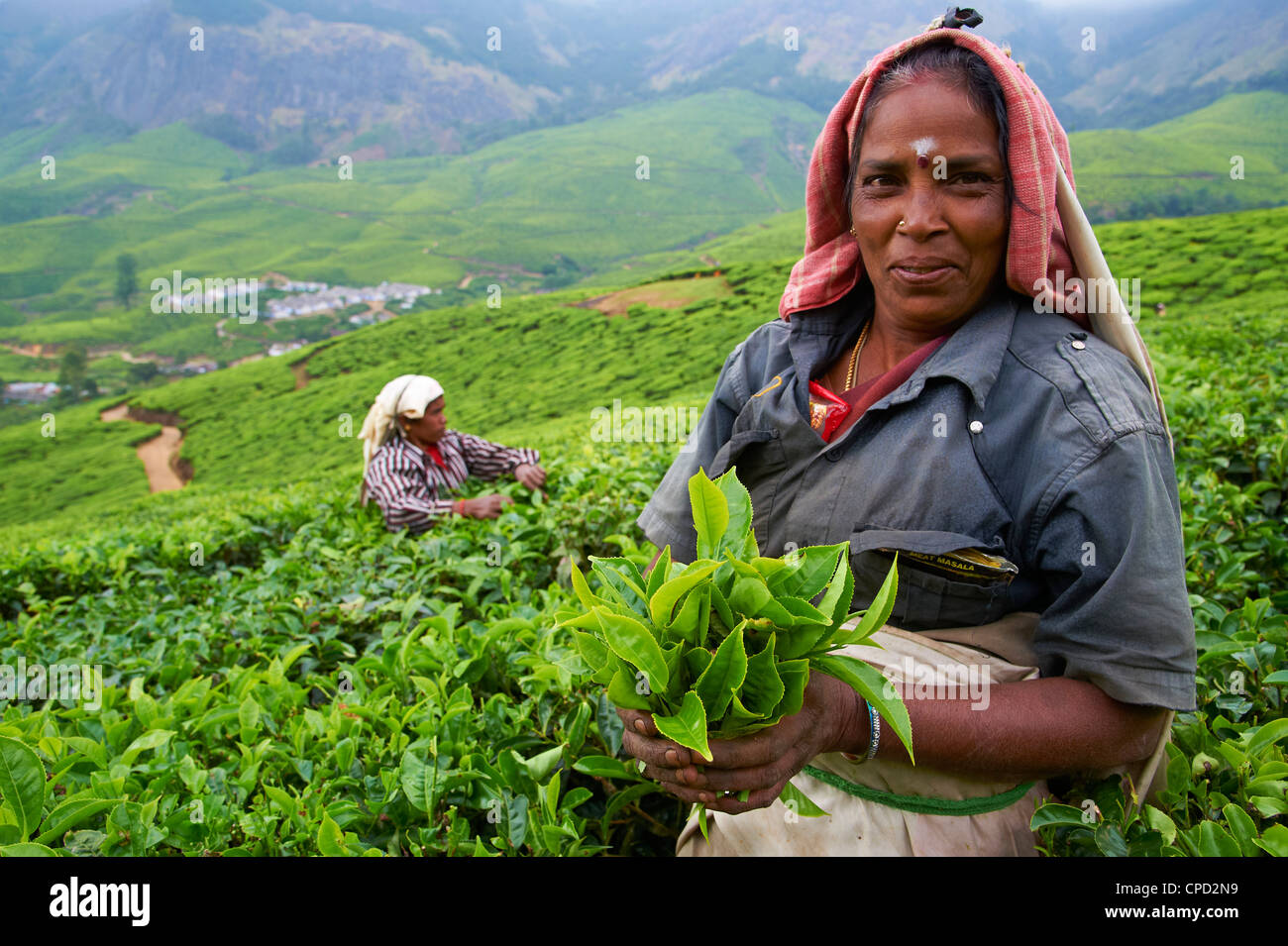 Tamil worker on a tea plantation, Munnar, Kerala, India, Asia Stock Photo