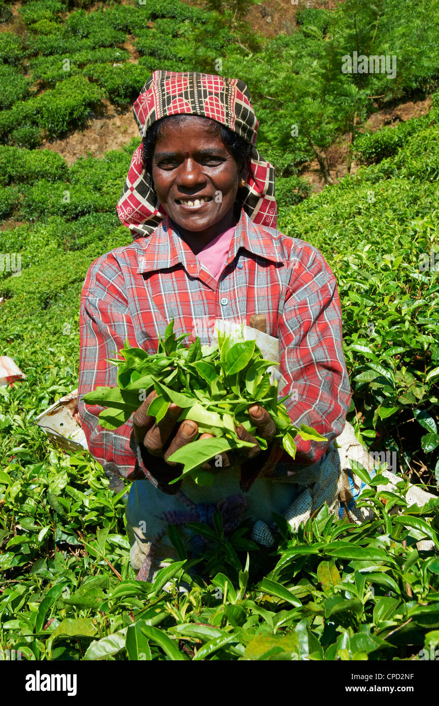 Tamil worker on a tea plantation, Munnar, Kerala, India, Asia Stock Photo