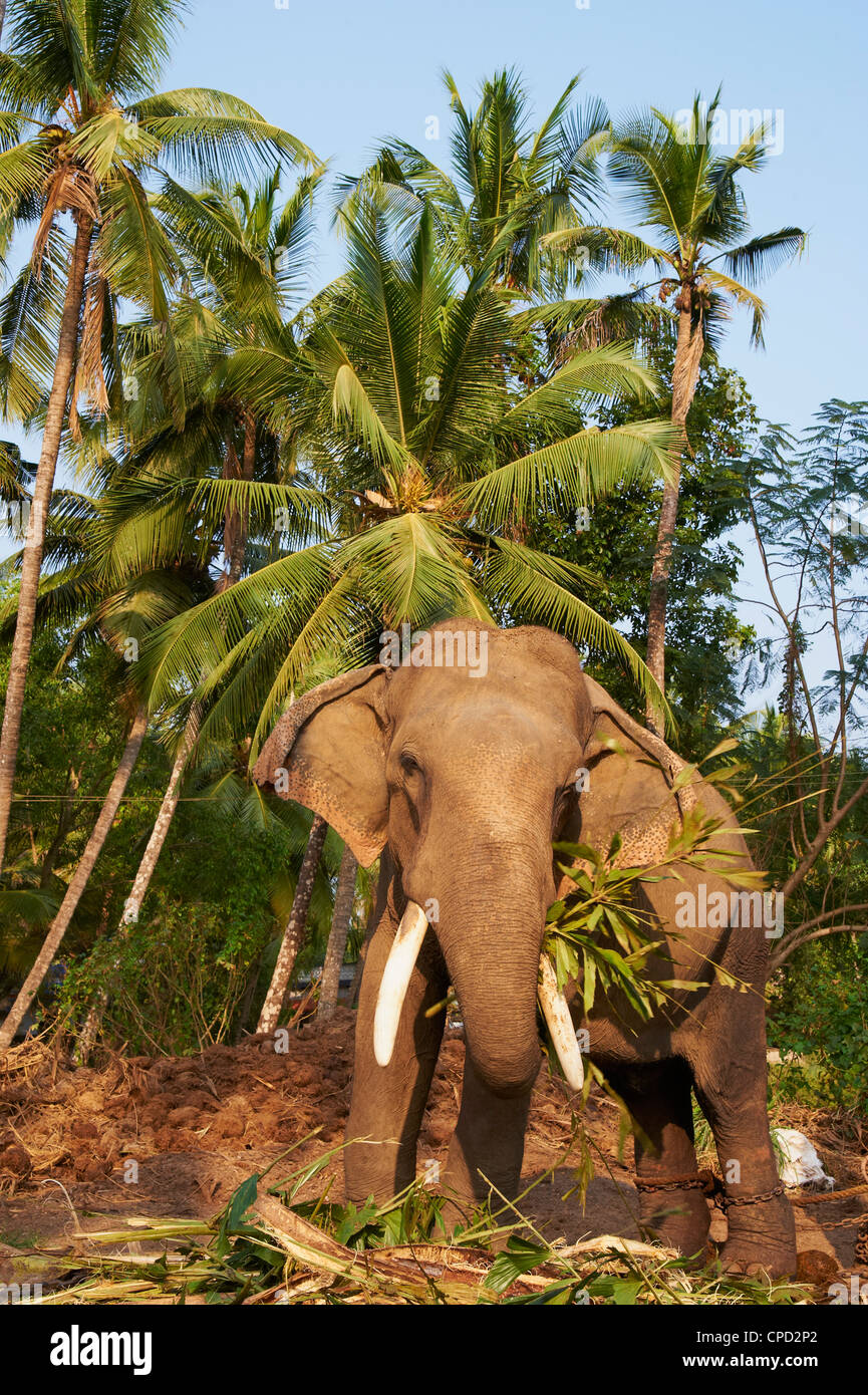 Guruvayur, elephant center, training for the temple parade, Kerala, India, Asia Stock Photo