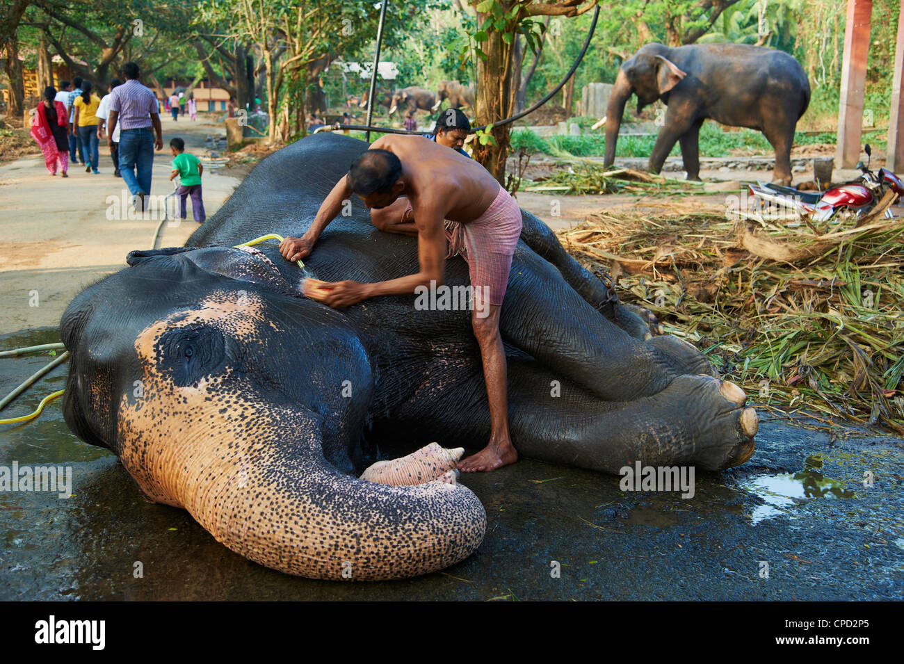 Guruvayur, elephant center, training for the temple parade, Kerala, India, Asia Stock Photo