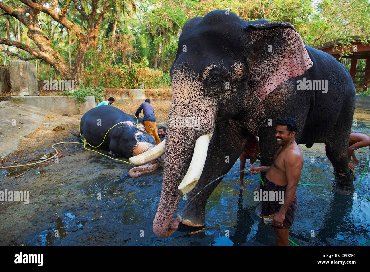 Guruvayur, elephant center, training for the temple parade, Kerala, India, Asia Stock Photo