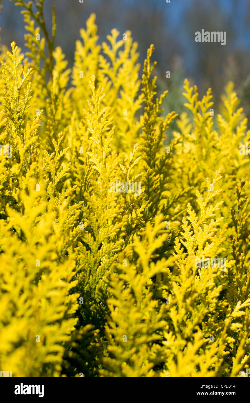 The branches of Thuja. Stock Photo