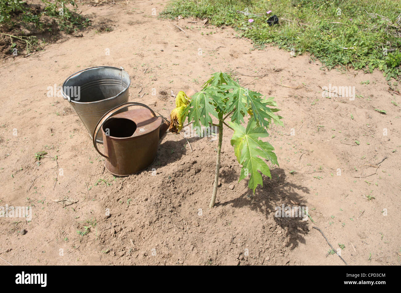 Vegetable garden, Tori, Benin, West Africa, Africa Stock Photo