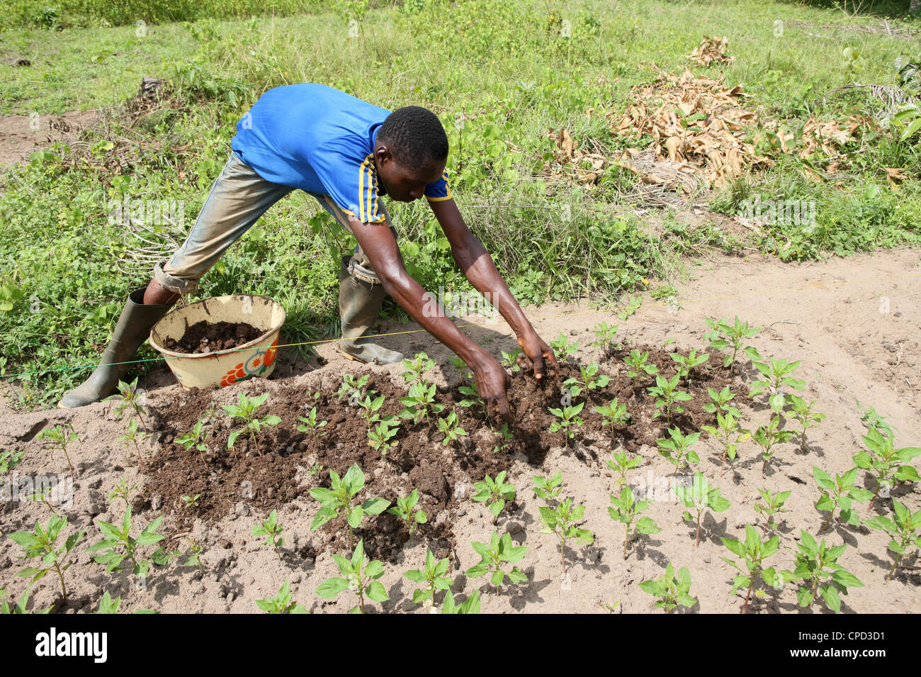 Man tending a vegetable garden, Tori, Benin, West Africa, Africa Stock Photo