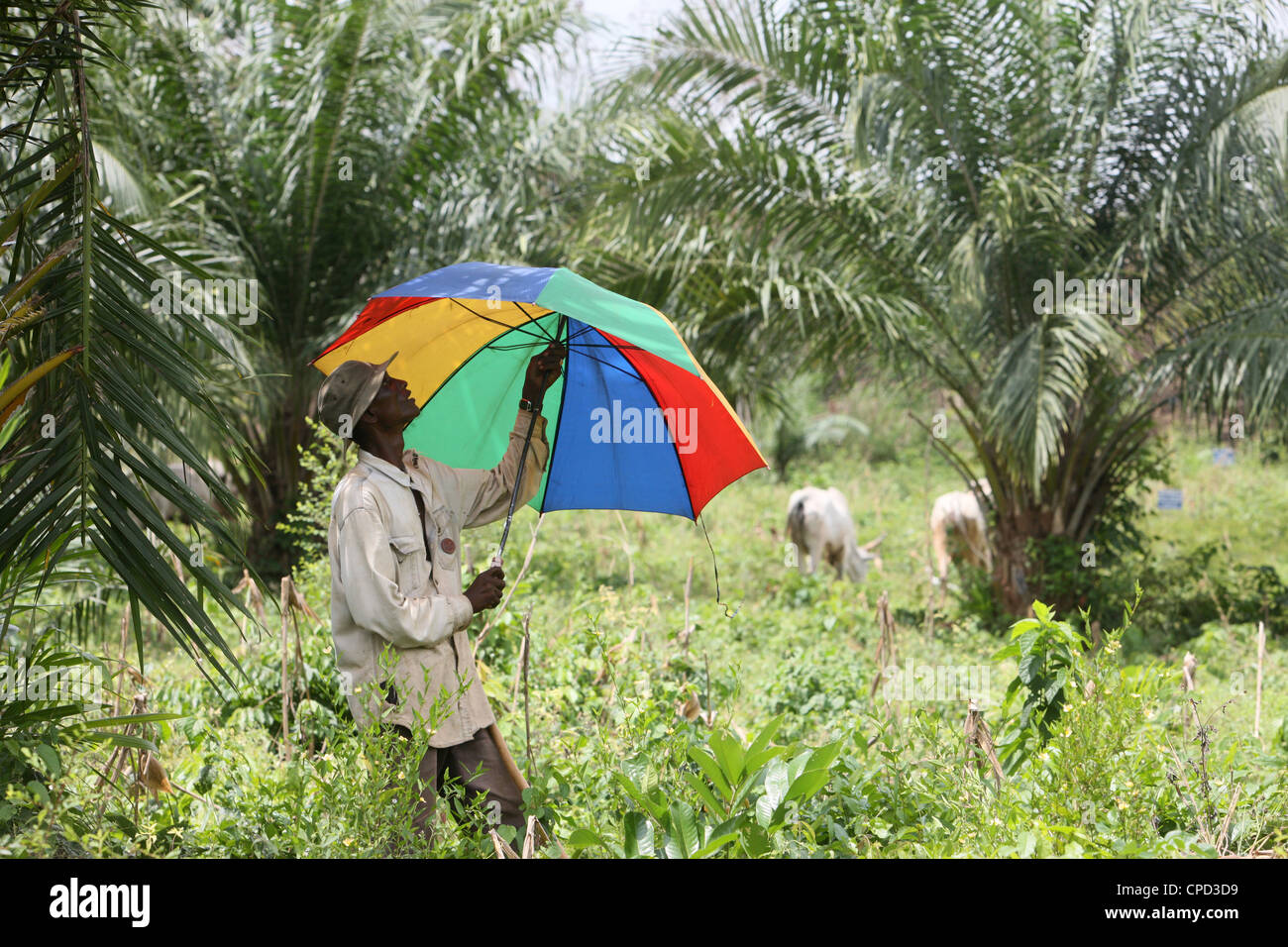 Cattleman, Tori, Benin, West Africa, Africa Stock Photo