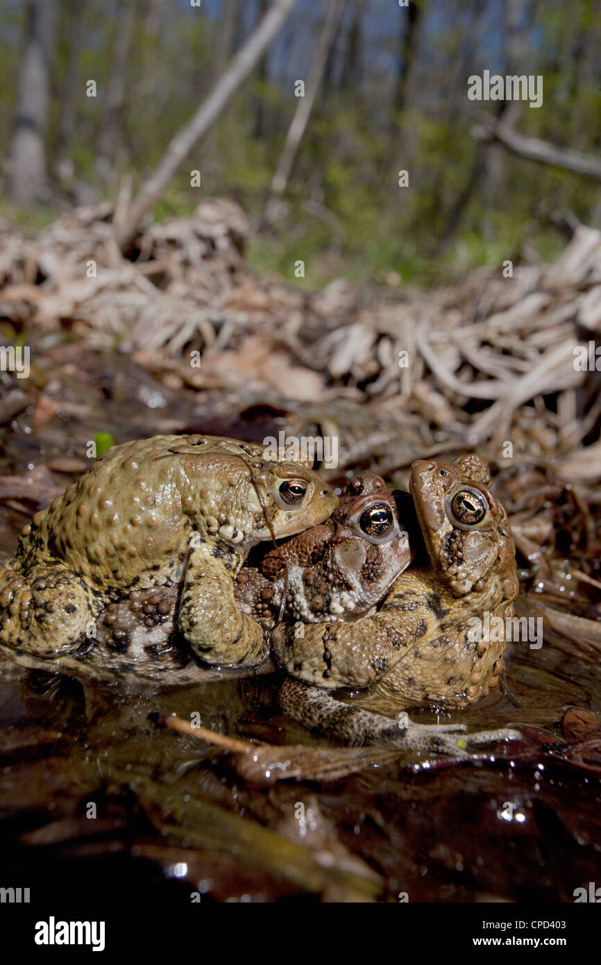 Toad jumping hi-res stock photography and images - Alamy