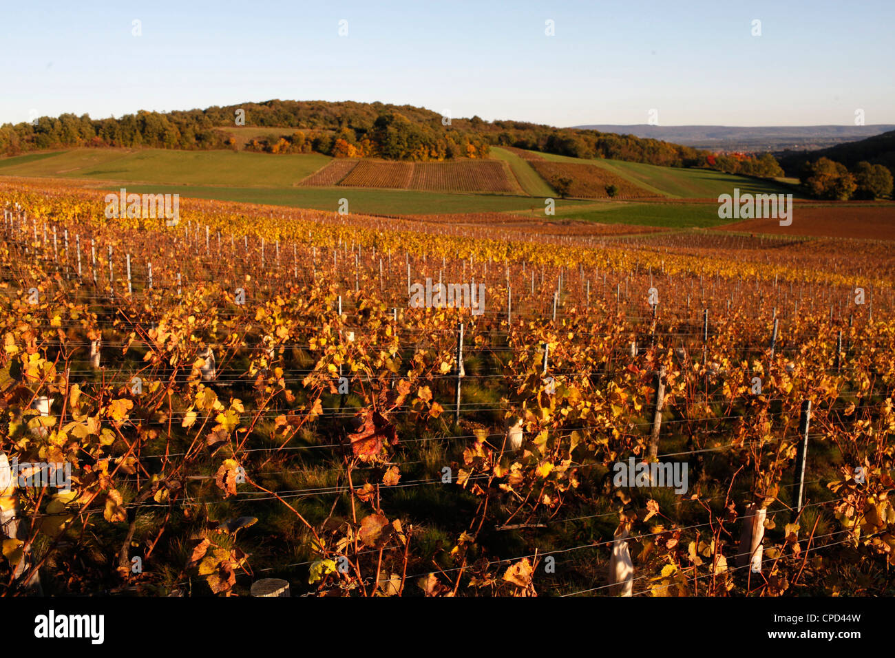 Burgundy vineyard, Culles-les-Roches, Saone-et-Loire, Burgundy, France, Europe Stock Photo