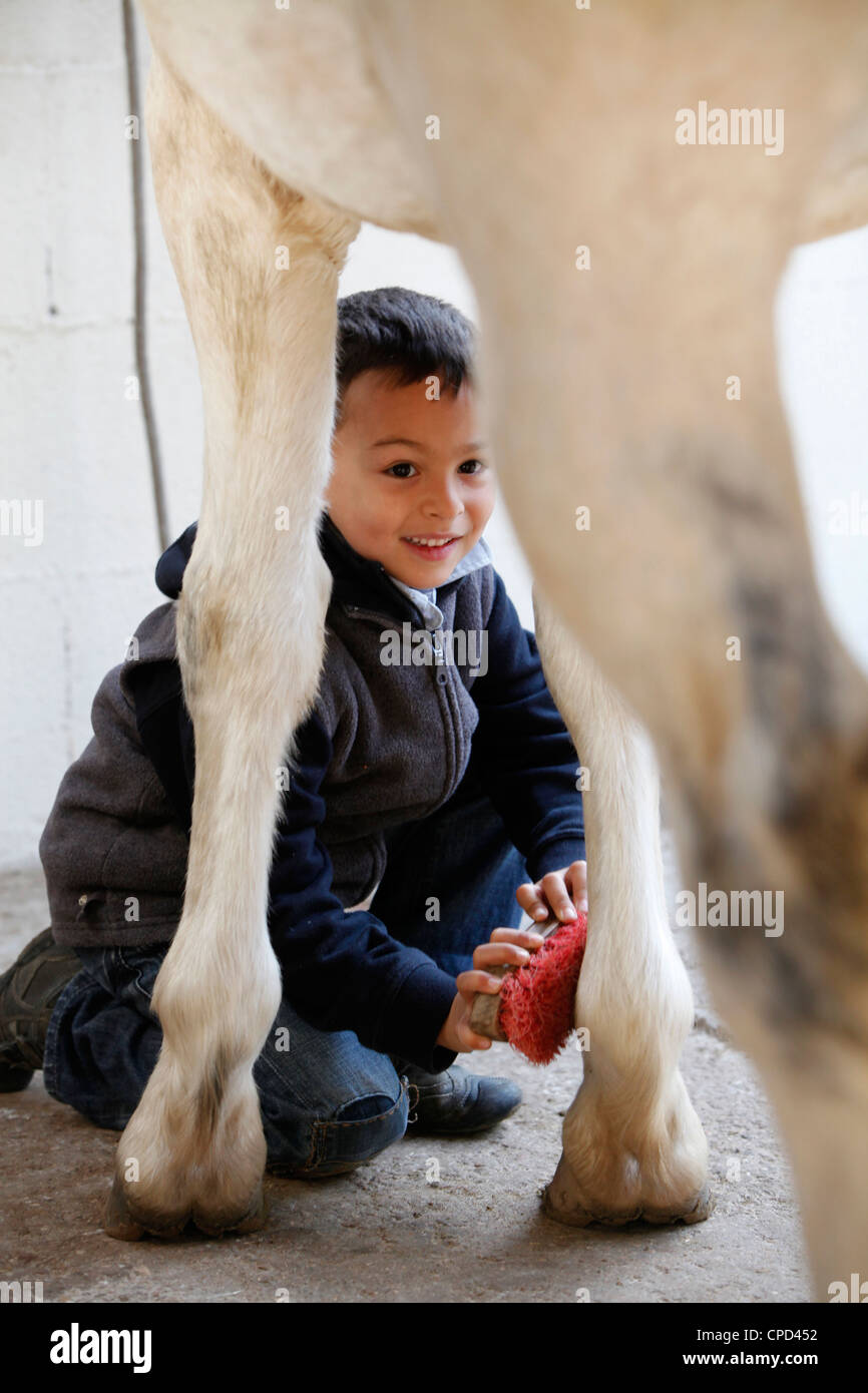 Boy brushing a horse, Dracy-le-Fort, Saone-et-Loire, France, Europe Stock Photo