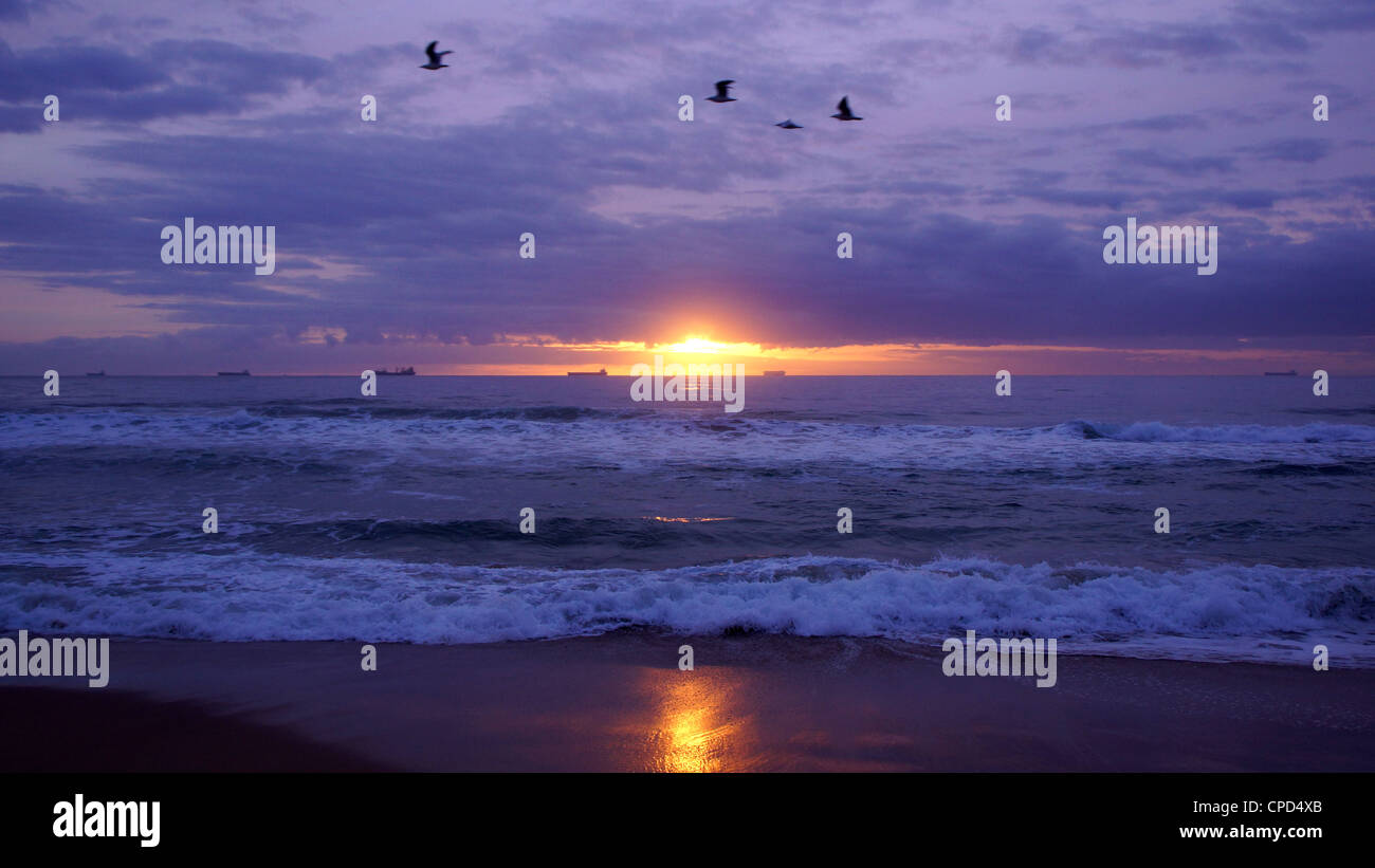 Morning Flight Gulls over beach at sunrise Stock Photo