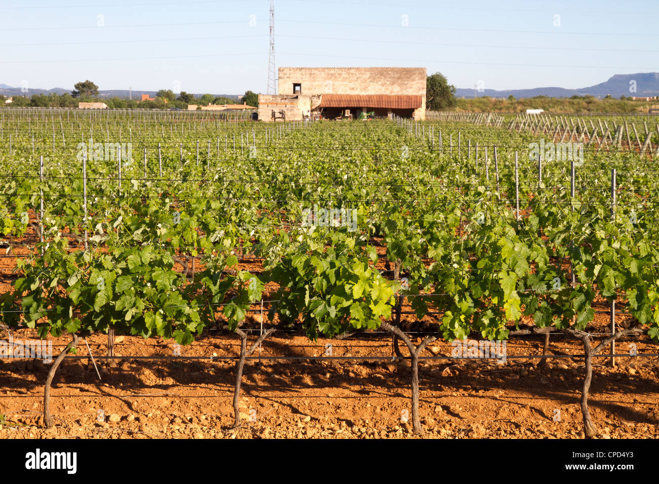 Vineyard "Jose' L Ferrer" Binissalem Majorca Mallorca Balearic Spain