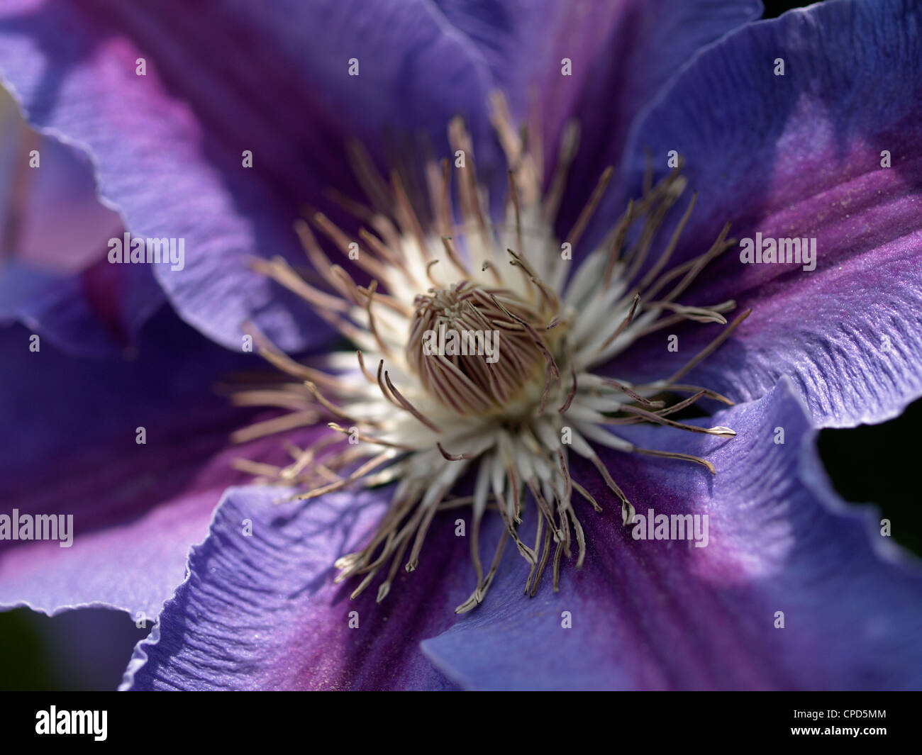 A purple clematis (Etoile Violette) flower Stock Photo