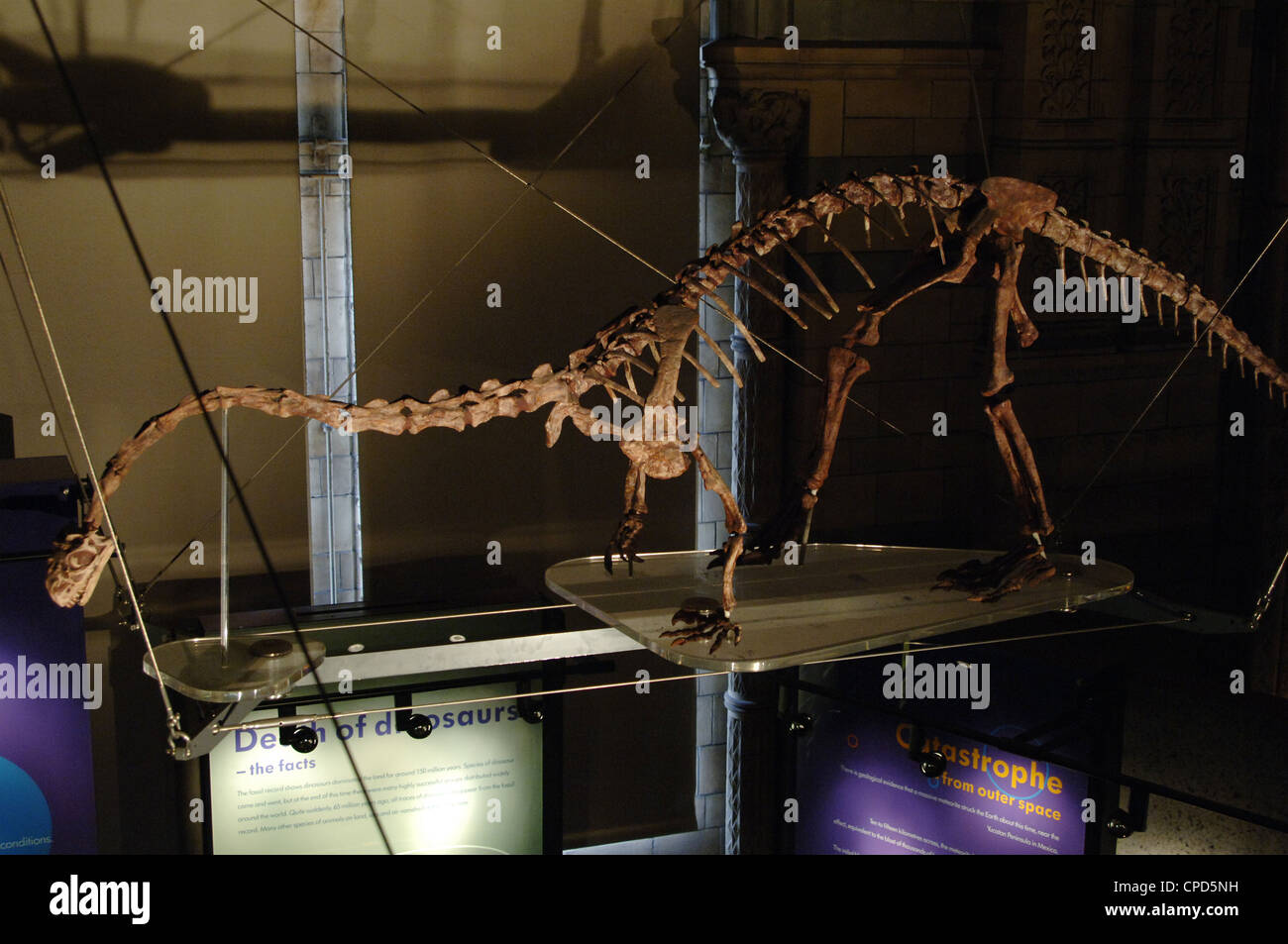 Massospondylus dinosaur. Early Jurassic Period. Hettangian to Pliensbachian age. 200-183 million years ago. Skeleton. Stock Photo