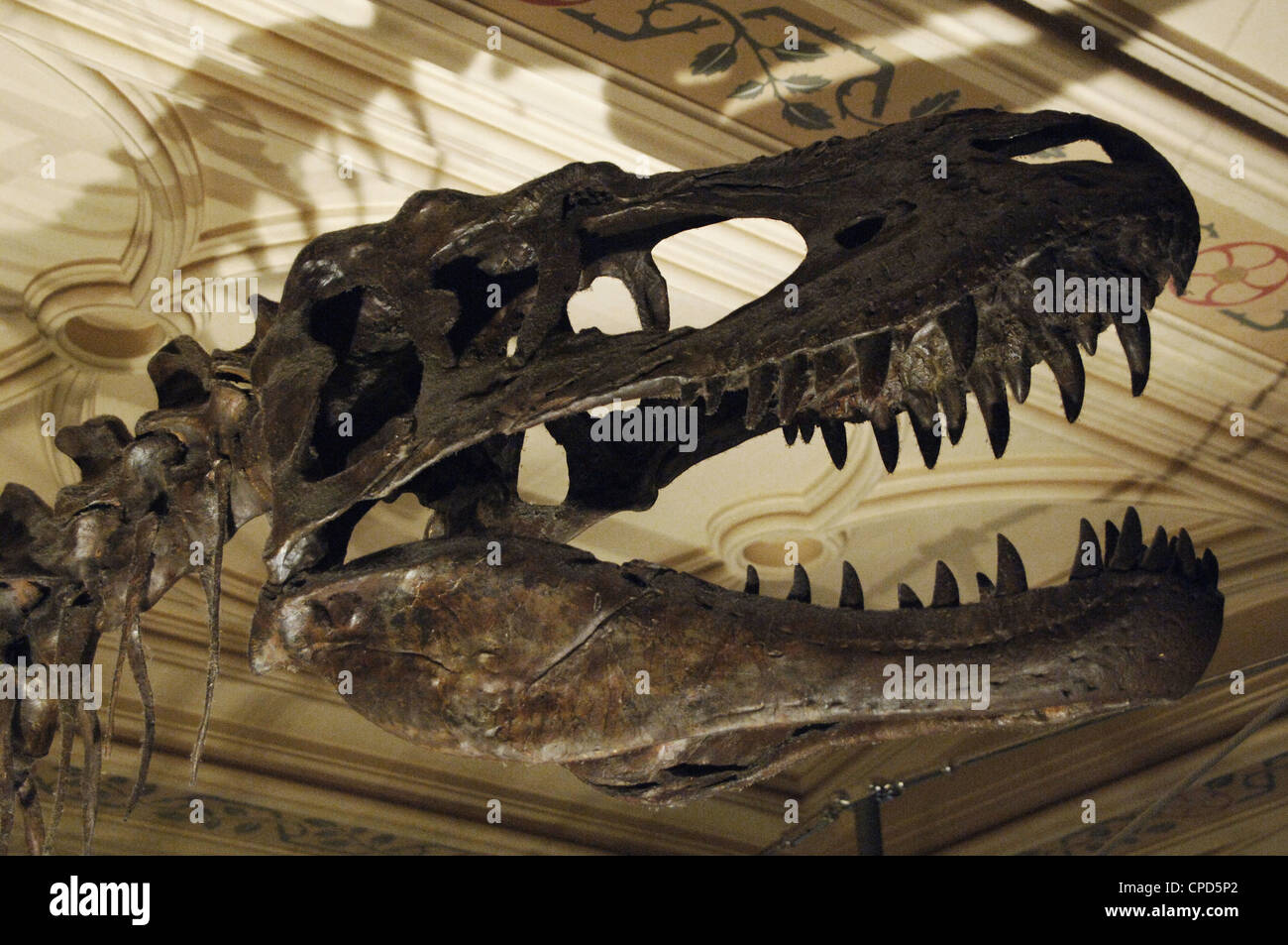 Skull of Albertosaurus sarcophagus. Upper Cretaceous bipedal predator. 70 million years. Stock Photo