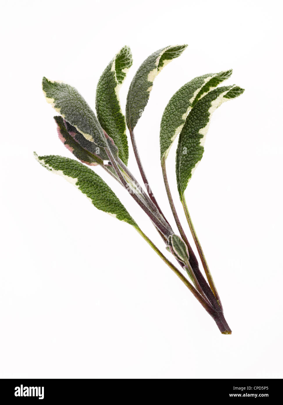 fresh sprig of sage leaves Stock Photo