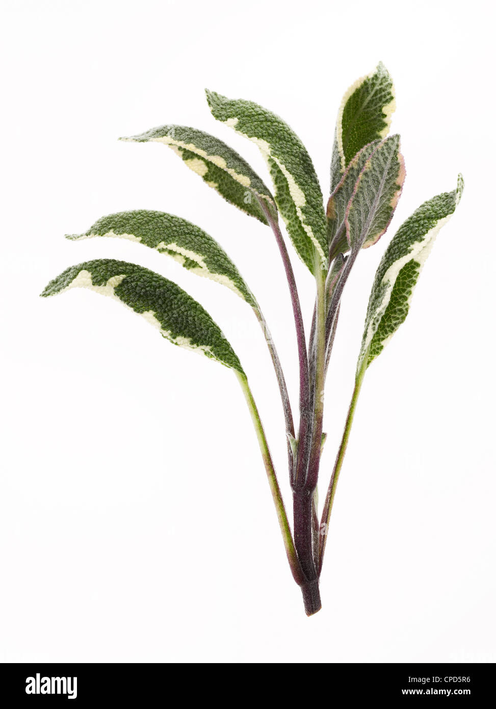 sprig of sage leaves Stock Photo