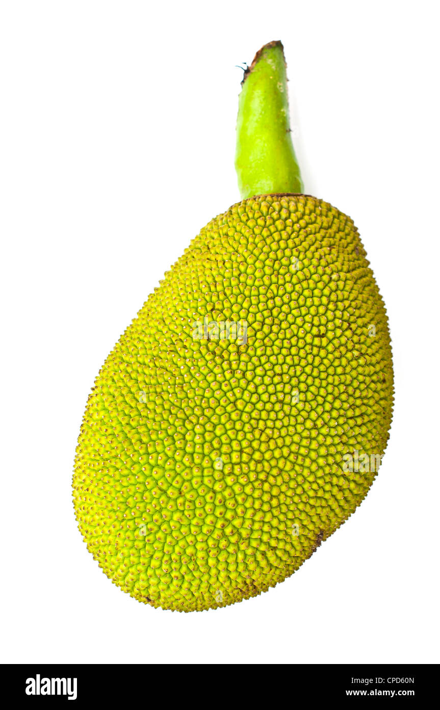Young jackfruit isolated. Stock Photo