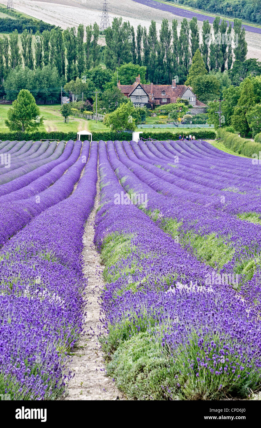 Rows of Lavender on a Lavender farm in Kent Stock Photo Alamy