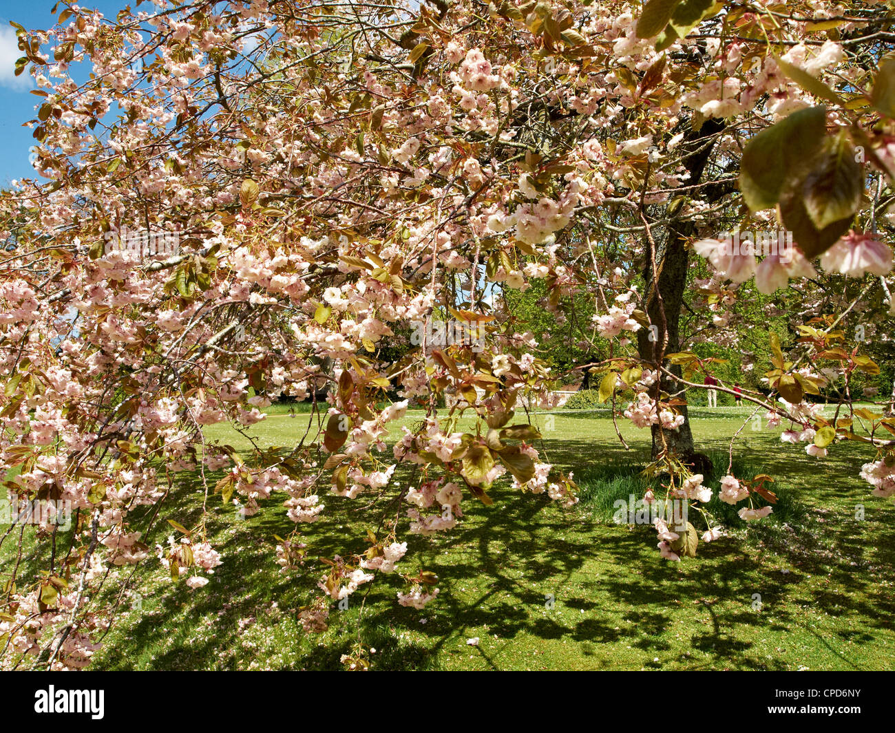 cherry blossom Prunus serrulata in an English garden in May. Stock Photo