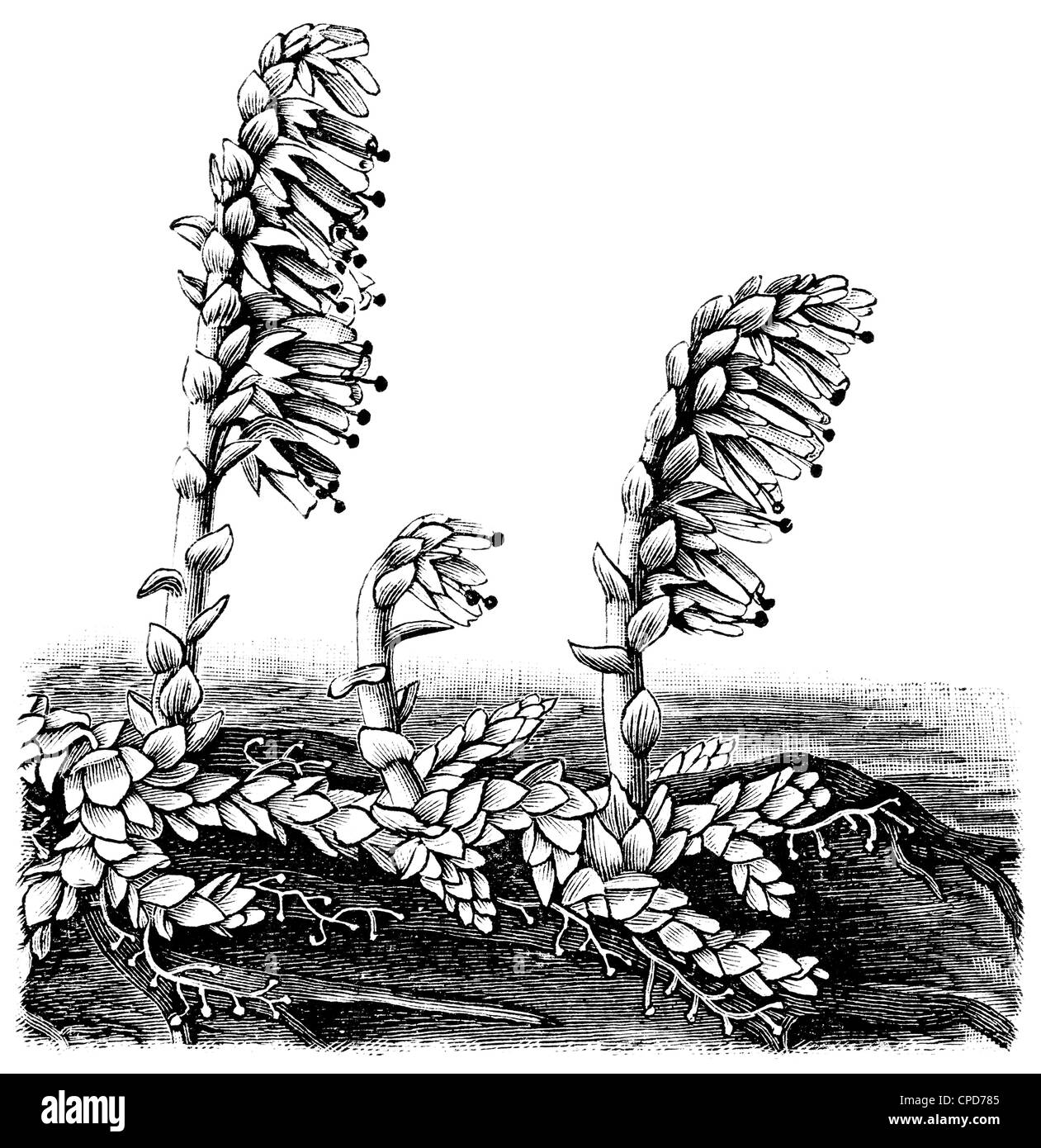 Common Toothwort (Lathraea squamaria). Publication of the book 'Meyers Konversations-Lexikon', Volume 7, Leipzig, Germany, 1910 Stock Photo