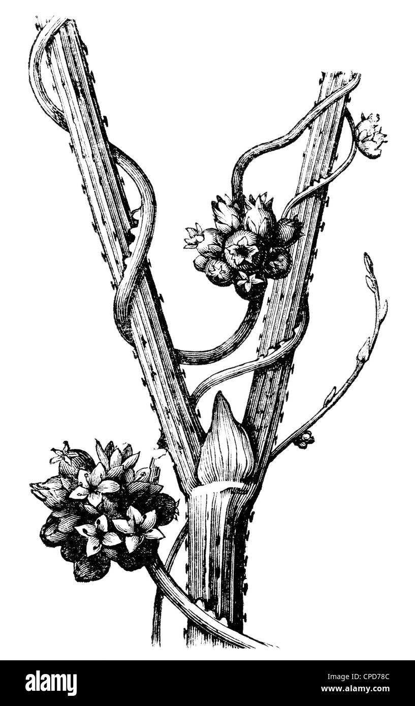 European dodder (Cuscuta europaea) on the stem Humulus. Stock Photo