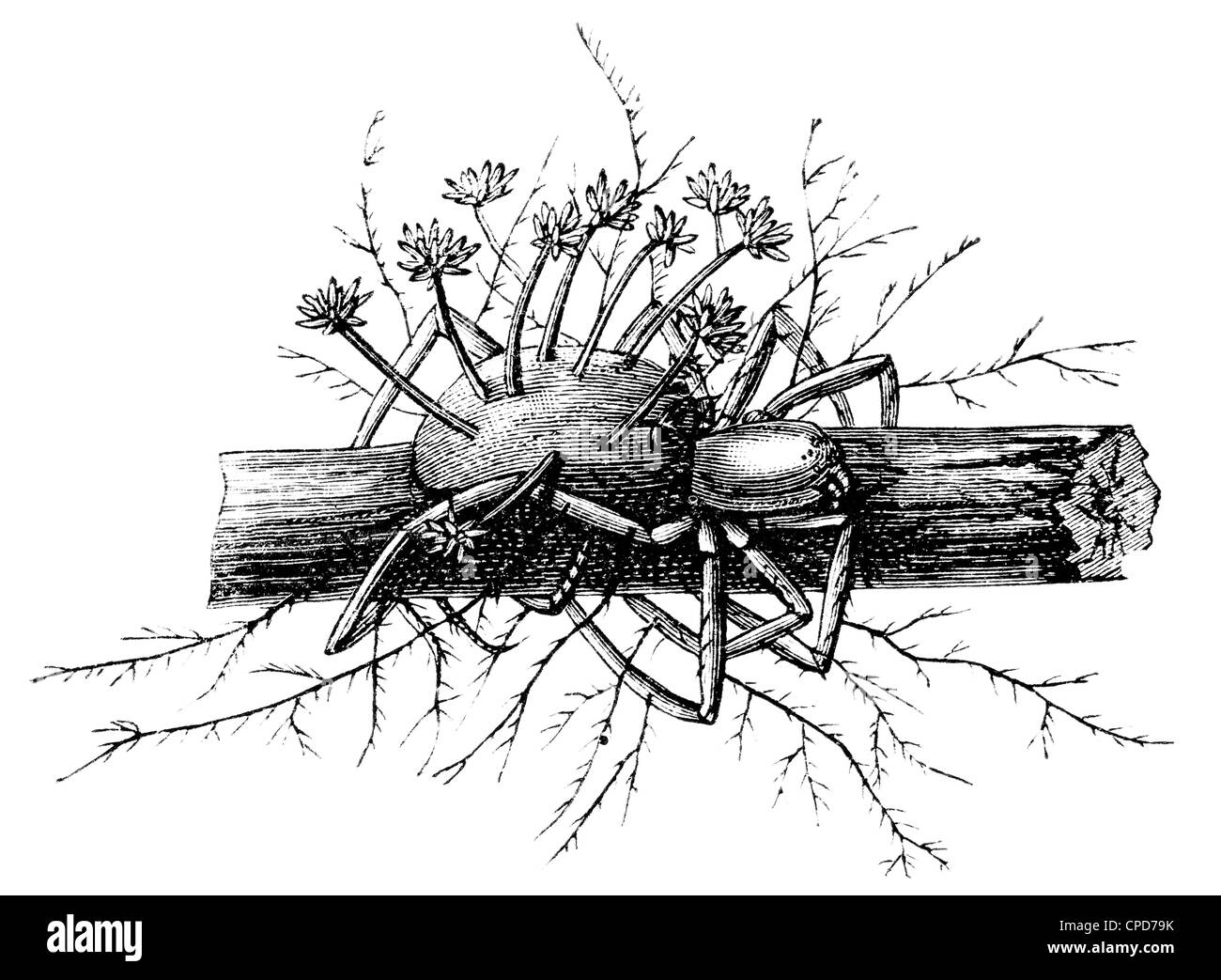 Cordyceps Engleriana, Perithecium and Conidium on the spider. Stock Photo