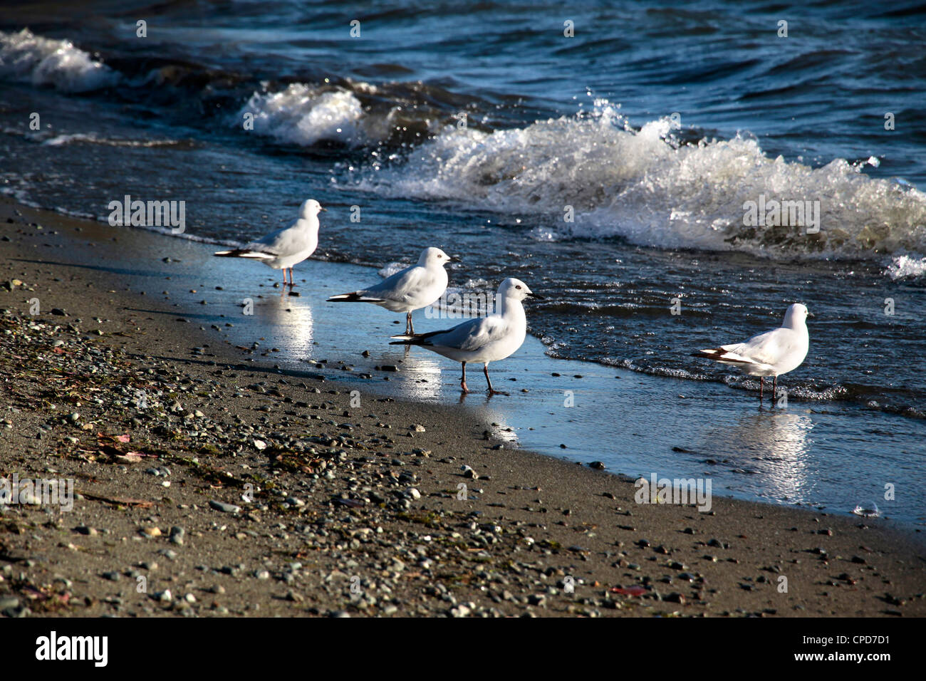 Seagulls at the waterside of Te Anau, Southland, South island, New Zealand Stock Photo