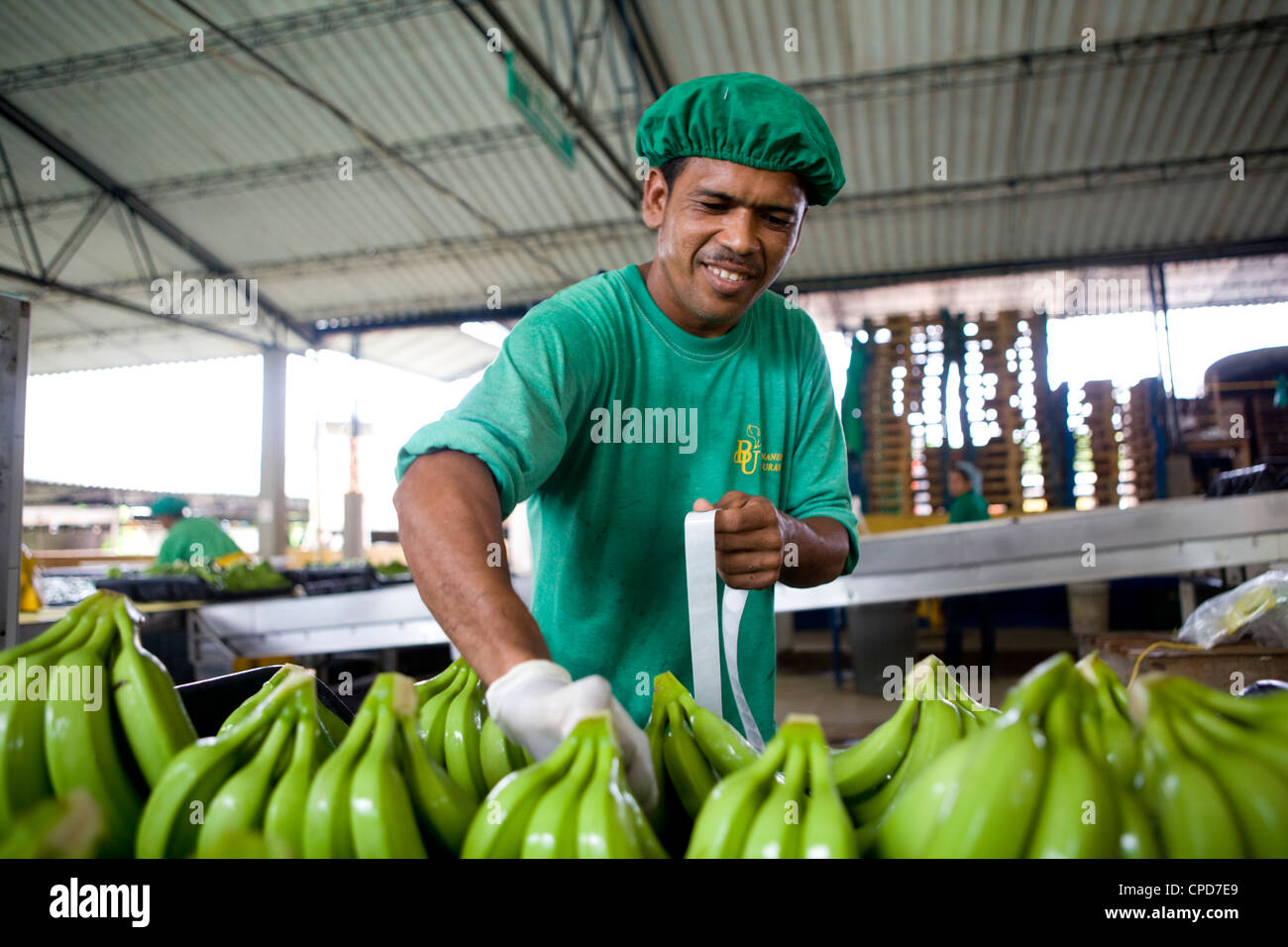 Workers at a Fairtrade banana plantation wash and package banana bunches Stock Photo
