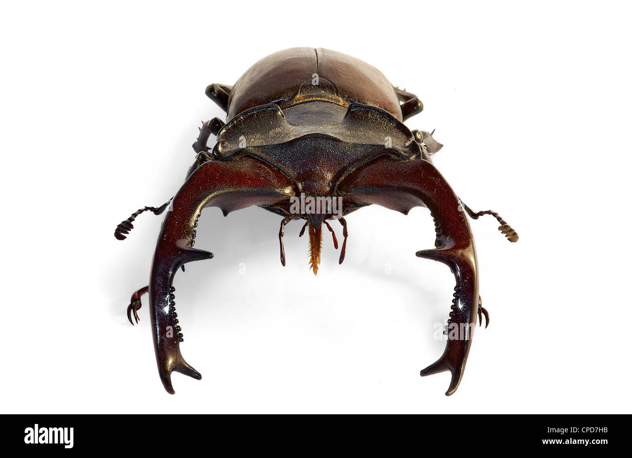 Stag beetle Lucanus cervus, the largest european beetle, an endangered ...