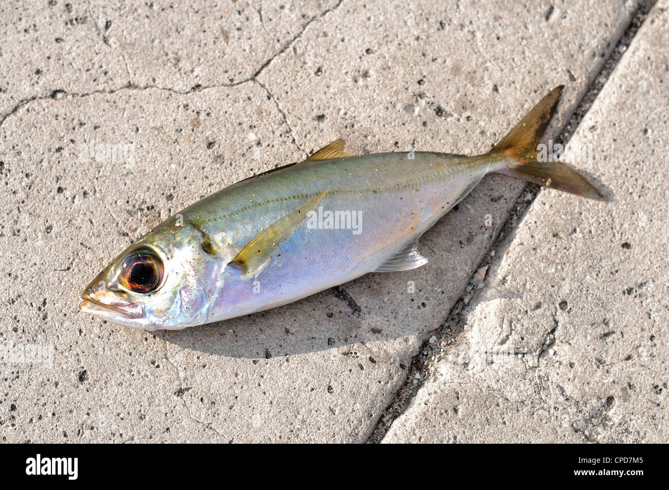 Dead fish - sardine used as bait over asphalt surface Stock Photo - Alamy