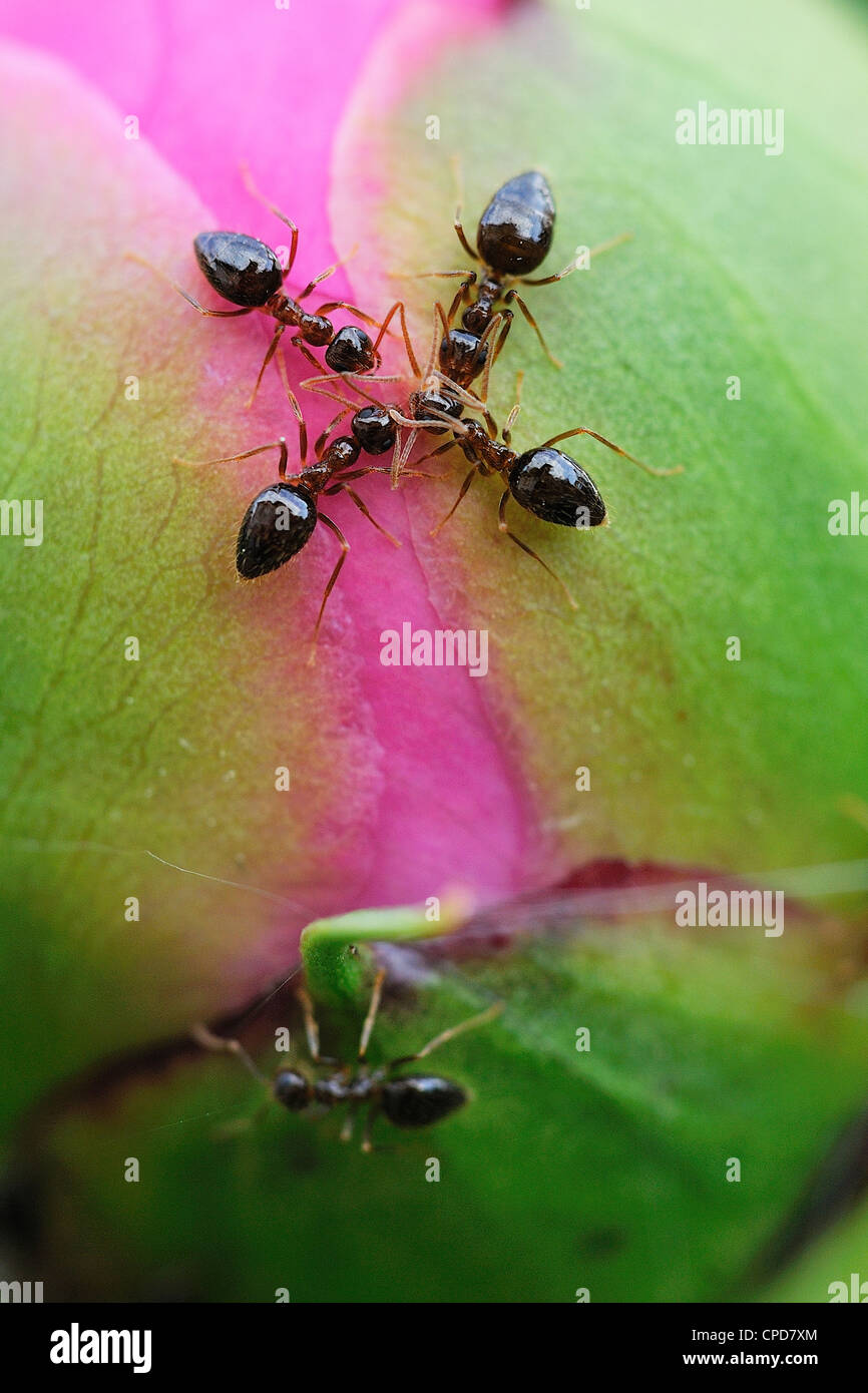 Ant hi-res stock photography and images - Alamy