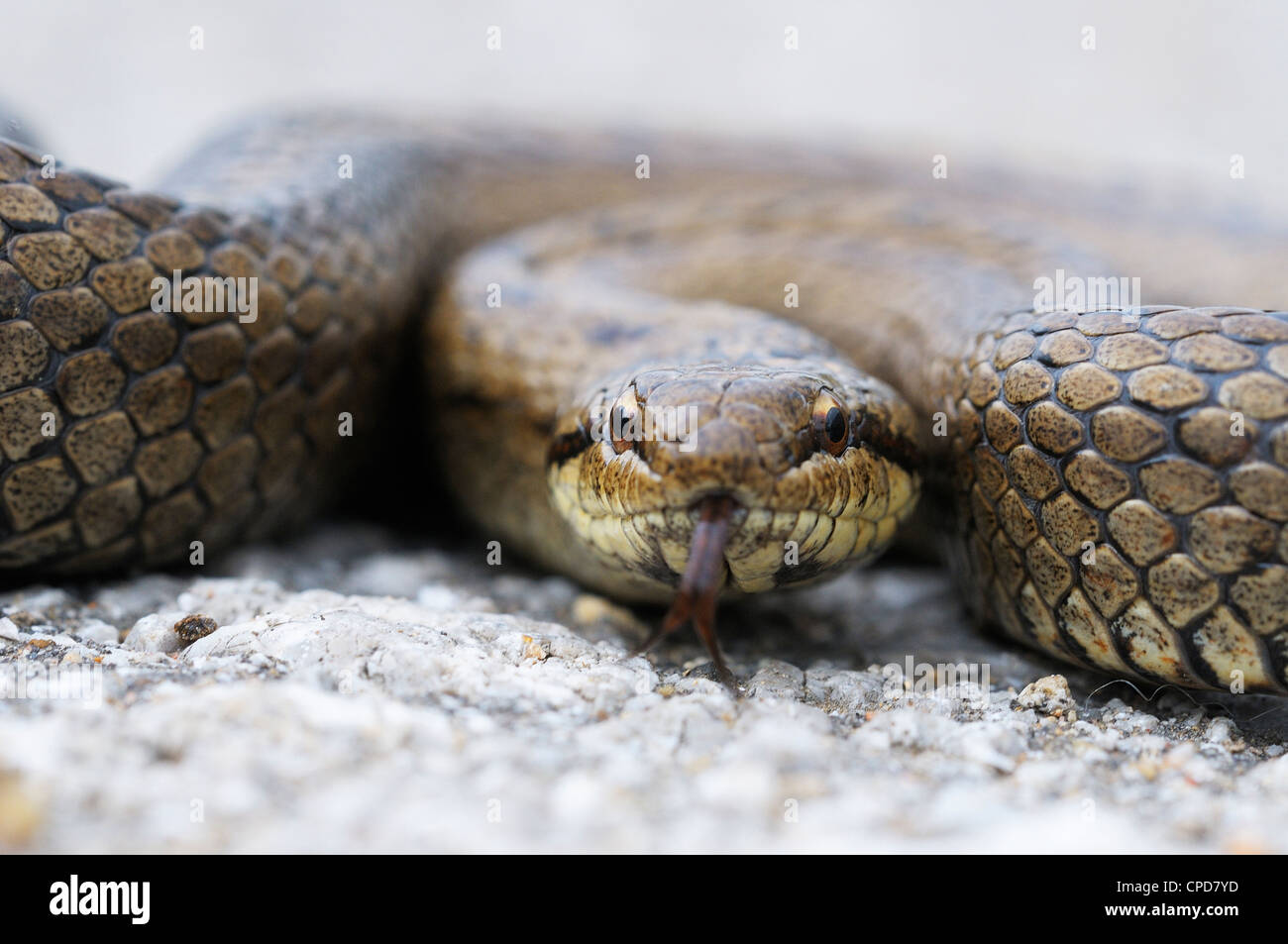 closeup of a Smooth Snake on asphalt Stock Photo