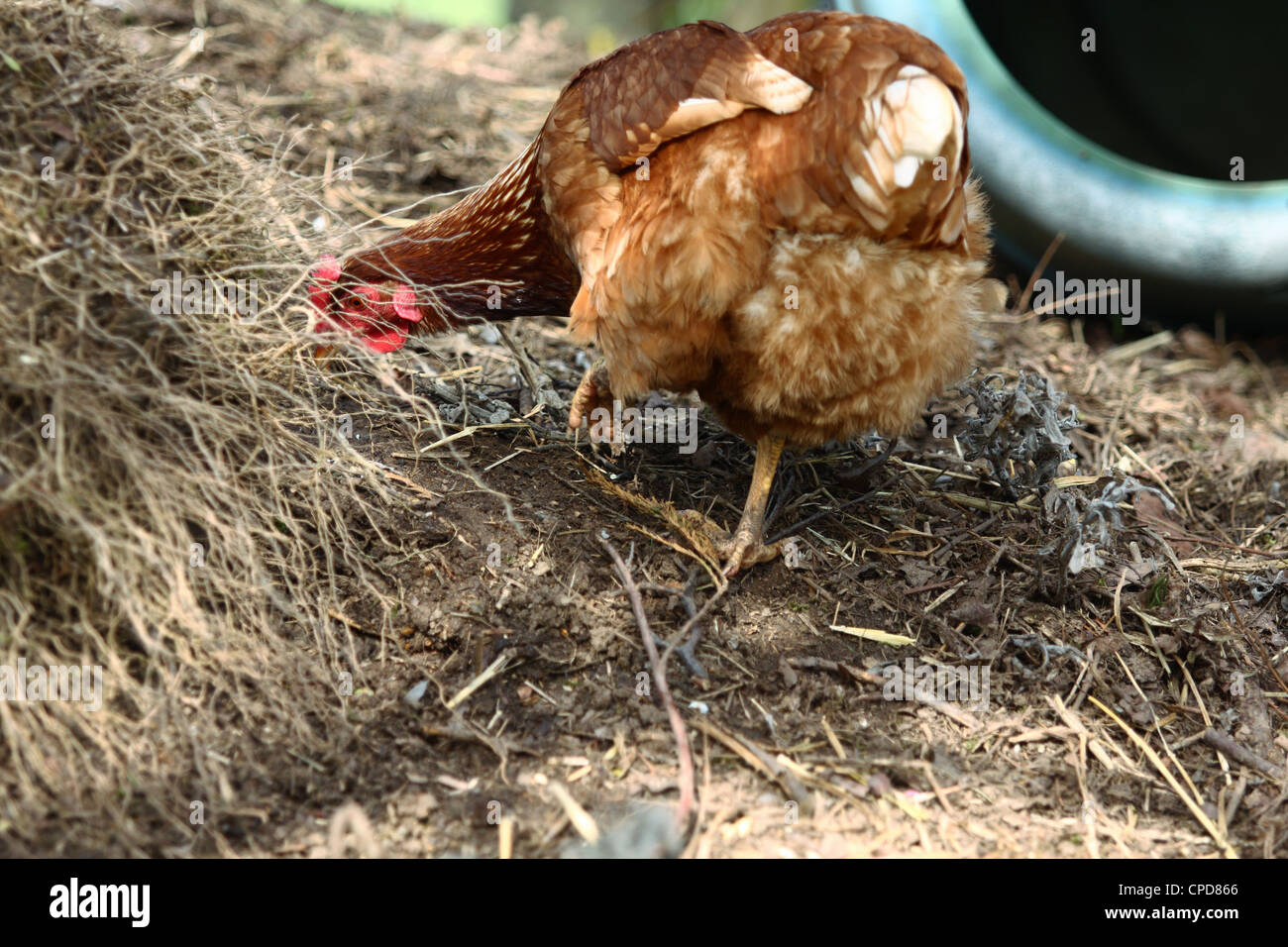 The rear view of a hybrid hen looking into dead shrubbery Stock Photo