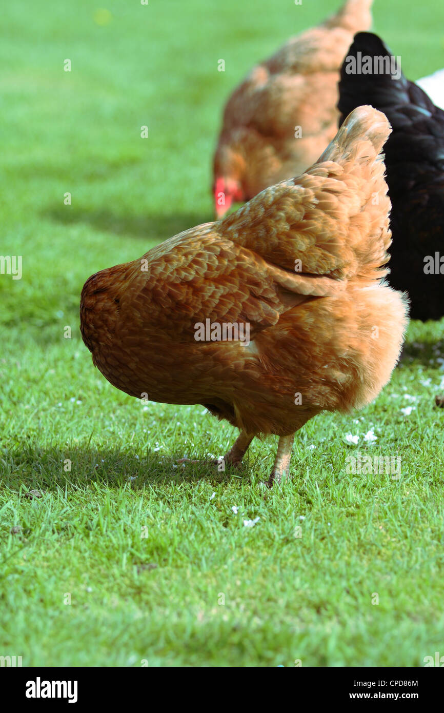 a-hybrid-hen-giving-the-impression-of-being-headless-as-it-preens-CPD86M.jpg