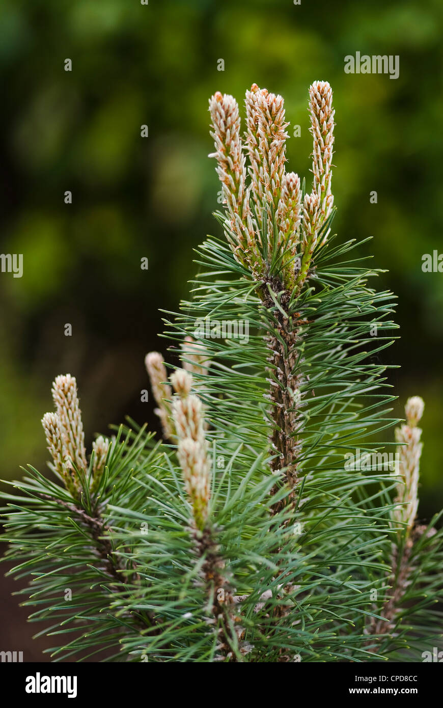Pinus mugo 'Mops', fresh new shoots in spring. Stock Photo