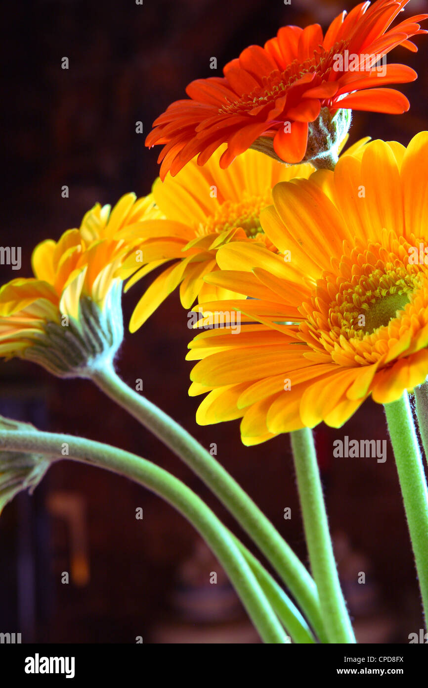 Germini flowers against a dark background Stock Photo - Alamy